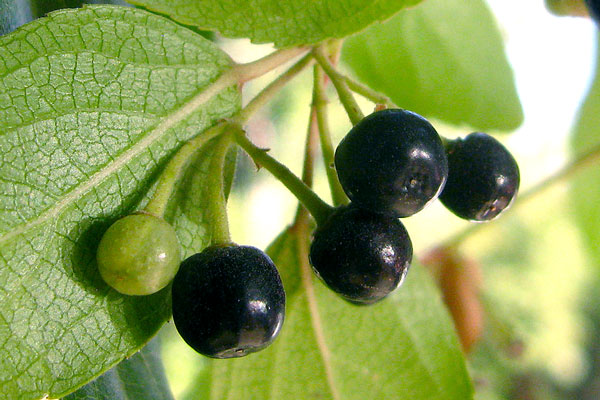 Maqui berries